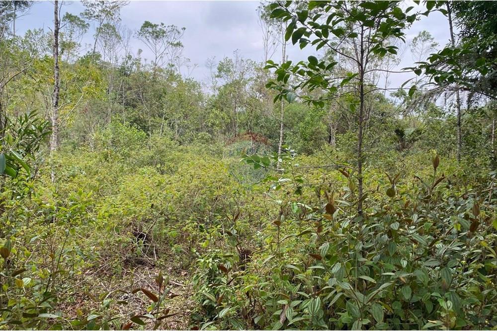 Fazenda - Venda - Sete Barras , São Paulo - WhatsApp Image 2025-08-26 at 13.13.15 (19).jpeg - 690061038-12