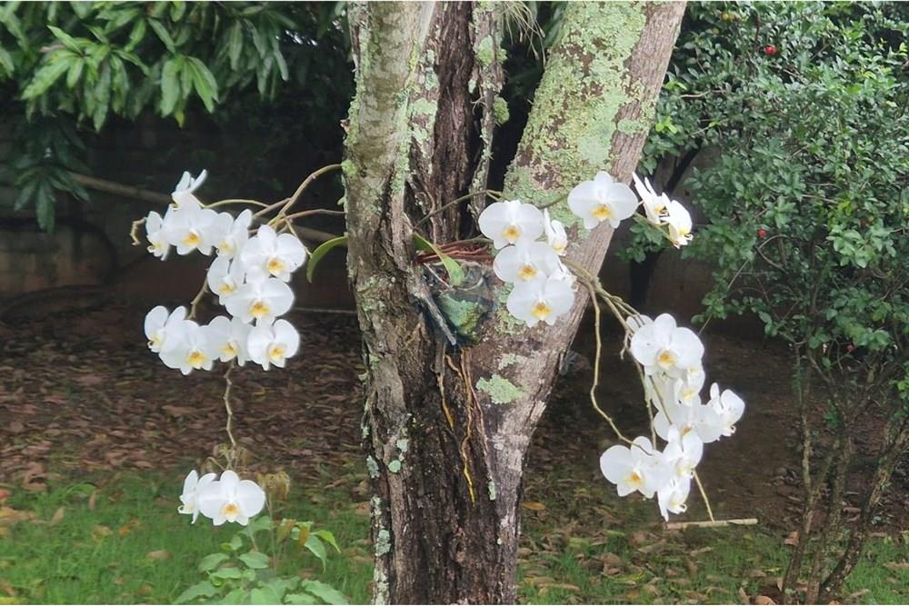 Casa de Condomínio - Alugar - Vinhedo , São Paulo - de0adafb-00ac-441c-a15c-f2b4eabb82bd.jpg - 690851008-488