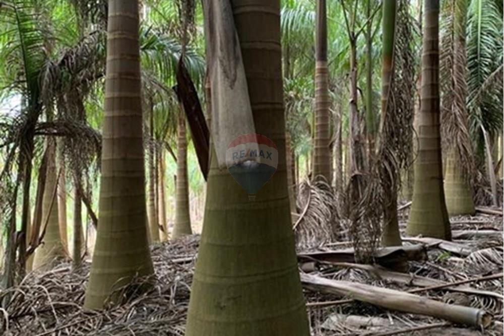 Chácara / Sítio / Fazenda - Venda - Amparo , São Paulo - WhatsApp Image 2025-06-25 at 17.41.22.jpeg - 690661027-111