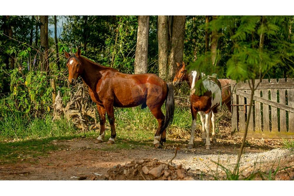 Fazenda - Venda - Atibaia , São Paulo - DSC06113.jpg - 690471017-68