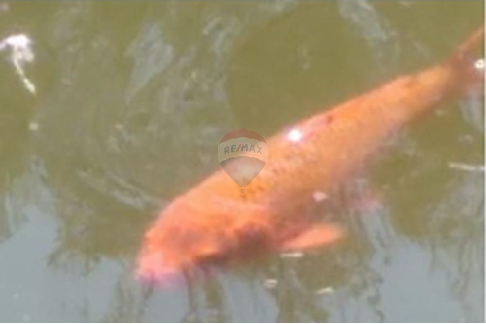 Chácara / Sítio / Fazenda - Venda - Serra Negra , São Paulo - WhatsApp Image 2025-01-14 at 18.09.45 (1).jpeg - 690681090-34