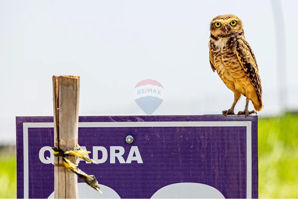 Terreno - Venda - Mogi Mirim , São Paulo - Design sem nome (11).jpg - 690751050-139