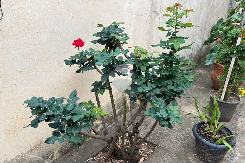 Chácara / Sítio / Fazenda - Venda - Cosmópolis , São Paulo - IMG-20250930-WA0070.jpg - 690511143-104