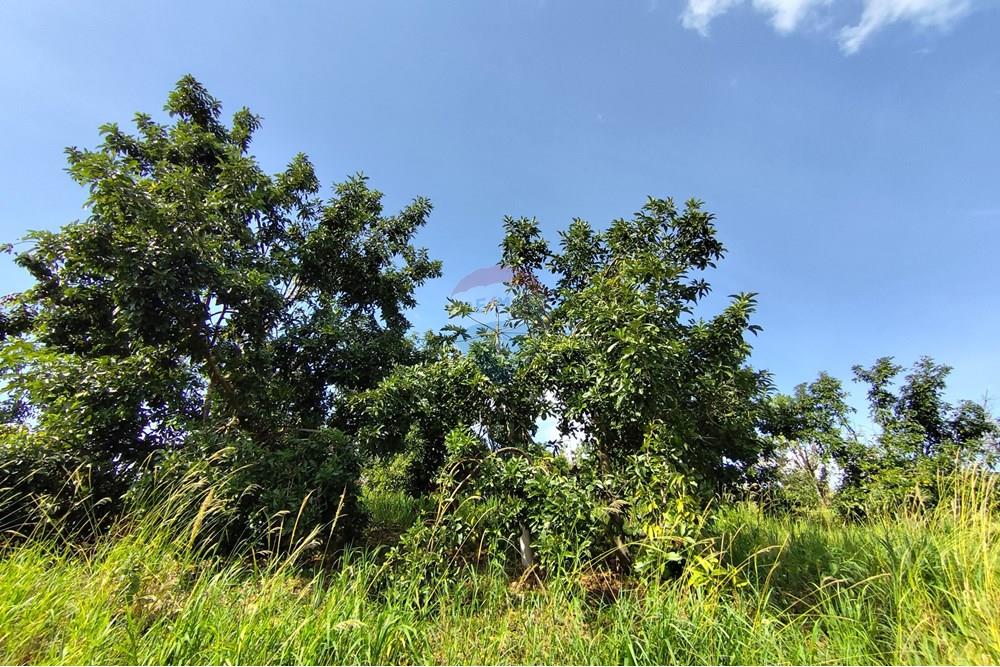 Chácara / Sítio / Fazenda - Venda - Itapira , São Paulo - 1751510168473.jpg - 690291077-251