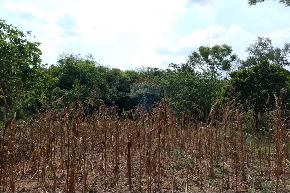 Terreno - Venda - Cosmópolis , São Paulo - fachada (8).jpg - Jardim Interno - 690831047-354