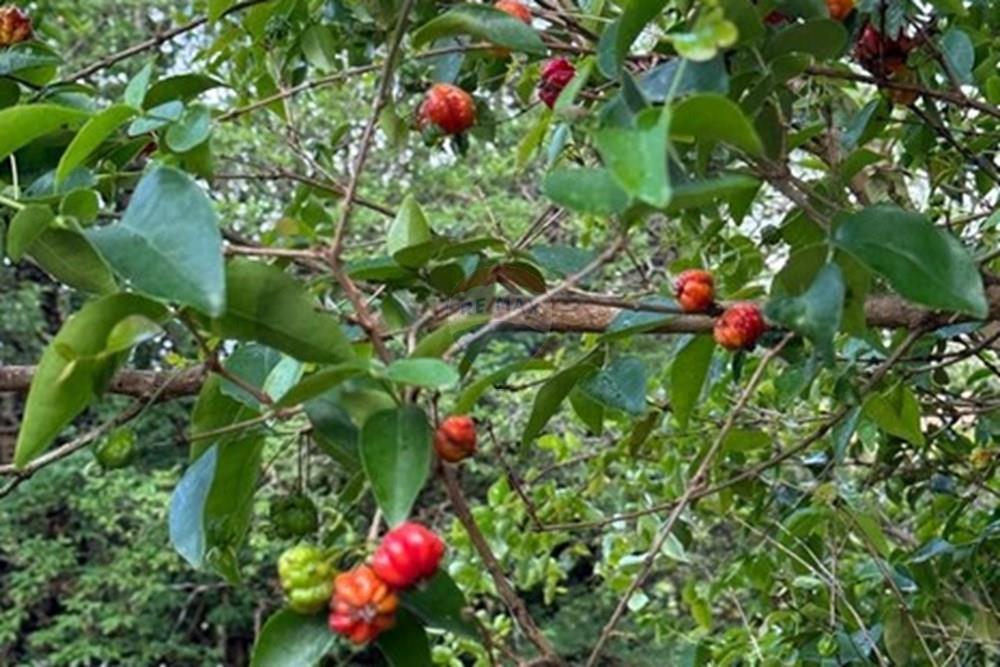 Chácara / Sítio / Fazenda - Venda - Jarinu , São Paulo - WhatsApp Image 2025-10-17 at 09.45.28 (5).jpeg - 690661027-107