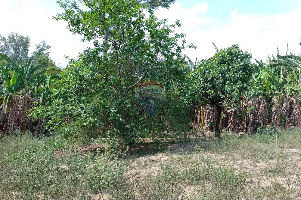 Terreno - Venda - Cosmópolis , São Paulo - fachada (4).jpg - Jardim Interno - 690831047-354