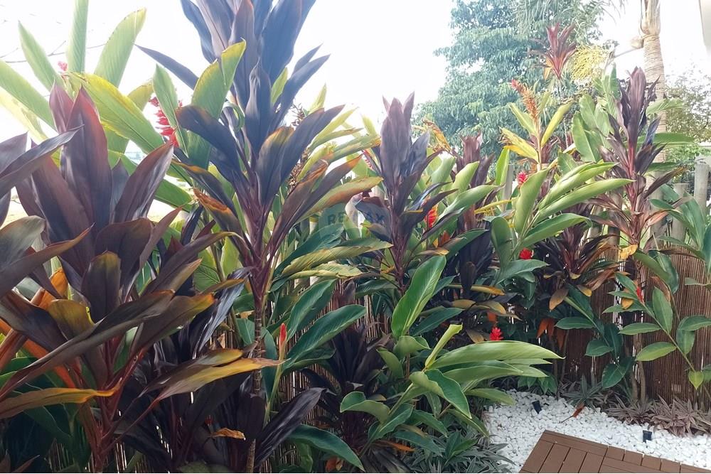 Casa de Condomínio - Venda - Cosmópolis , São Paulo - IMG_20250117_154559_816~2.jpg - Jardim Interno - 690831047-328