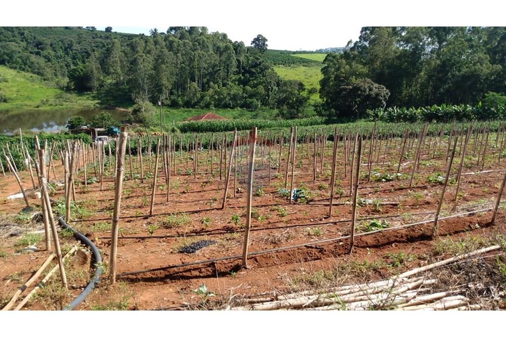 Fazenda - Venda - Campestre , Minas Gerais - 8ca5946c-9551-4b6d-8120-48e2858fa0e3.jpg - 690291077-77