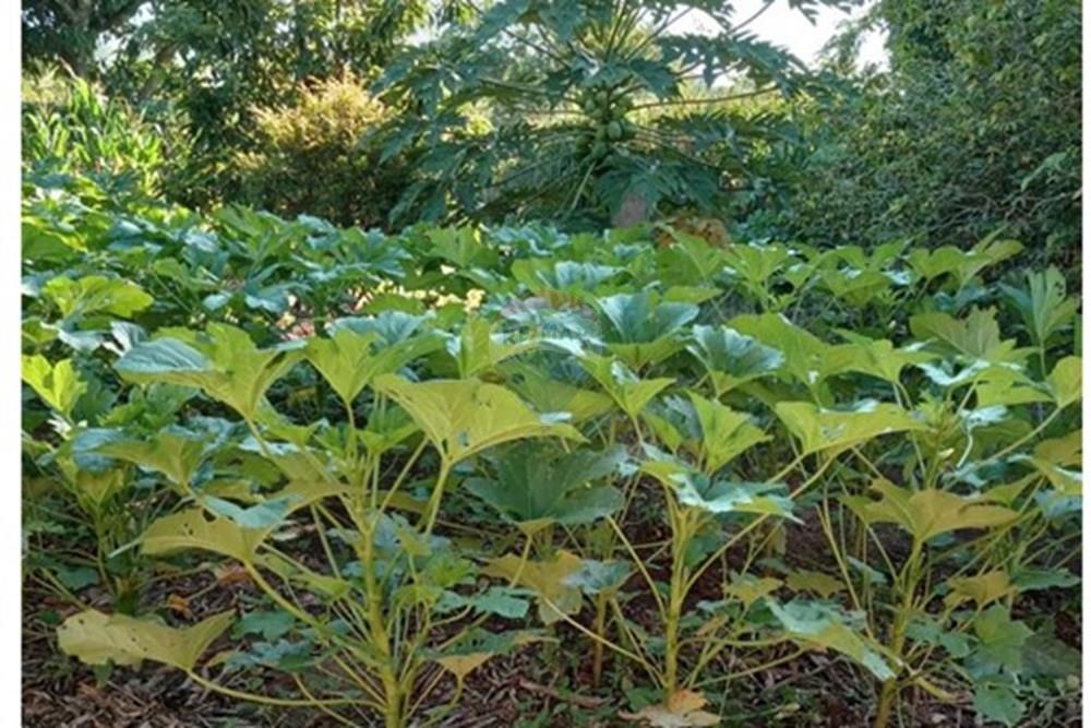 Chácara / Sítio / Fazenda - Venda - Cosmópolis , São Paulo - IMG-20250925-WA0116.jpg - Quintal - 690511143-104