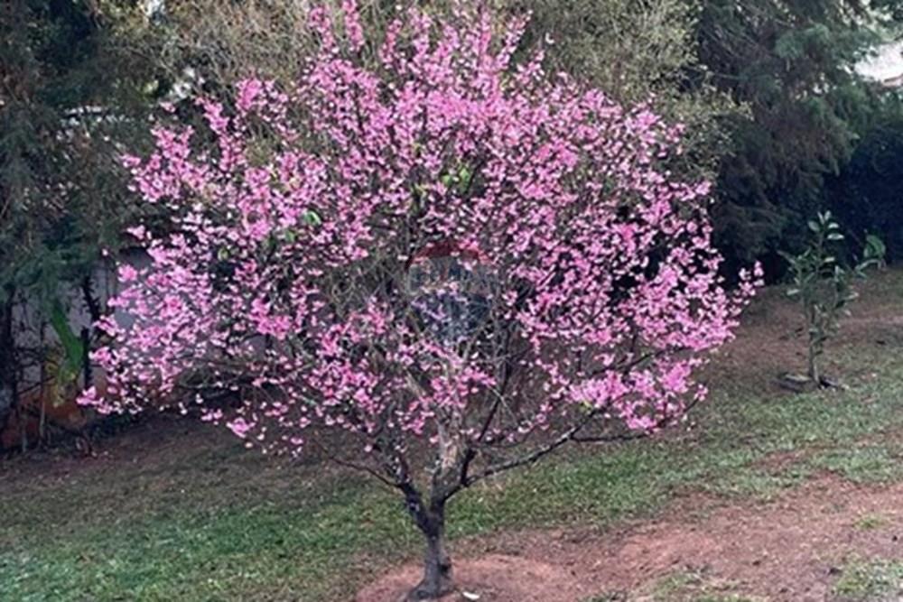 Chácara / Sítio / Fazenda - Venda - Jarinu , São Paulo - WhatsApp Image 2025-05-06 at 17.27.40 (3).jpeg - 690661027-107