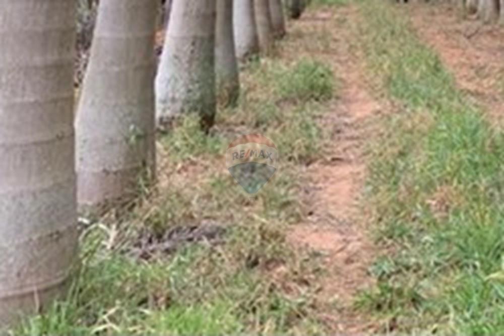 Chácara / Sítio / Fazenda - Venda - Amparo , São Paulo - WhatsApp Image 2025-06-25 at 17.42.27.jpeg - 690661027-111