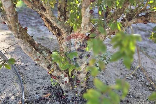 Slider Image Thumbnail