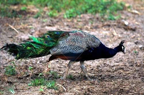 Slider Image Thumbnail