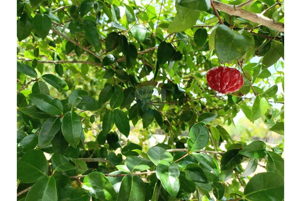 Chácara / Sítio / Fazenda - Venda - Conde , Paraíba - WhatsApp Image 2024-02-02 at 13.55.01 (2).jpeg - 720871004-212