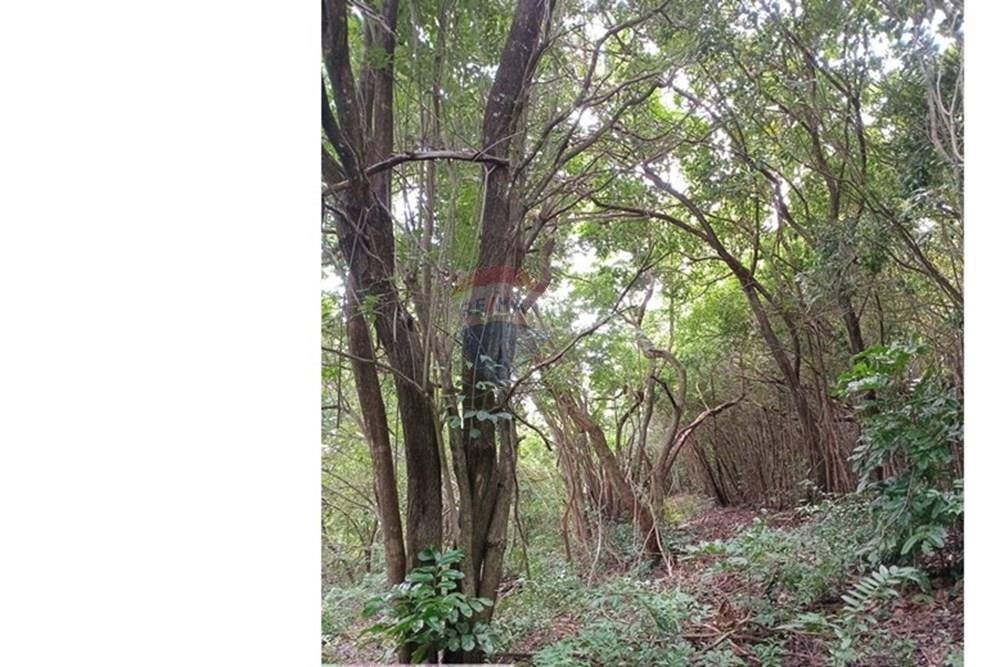 Terreno - Venda - Tibau do Sul , Rio Grande do Norte - Gustavo9.jpeg - 720891150-75