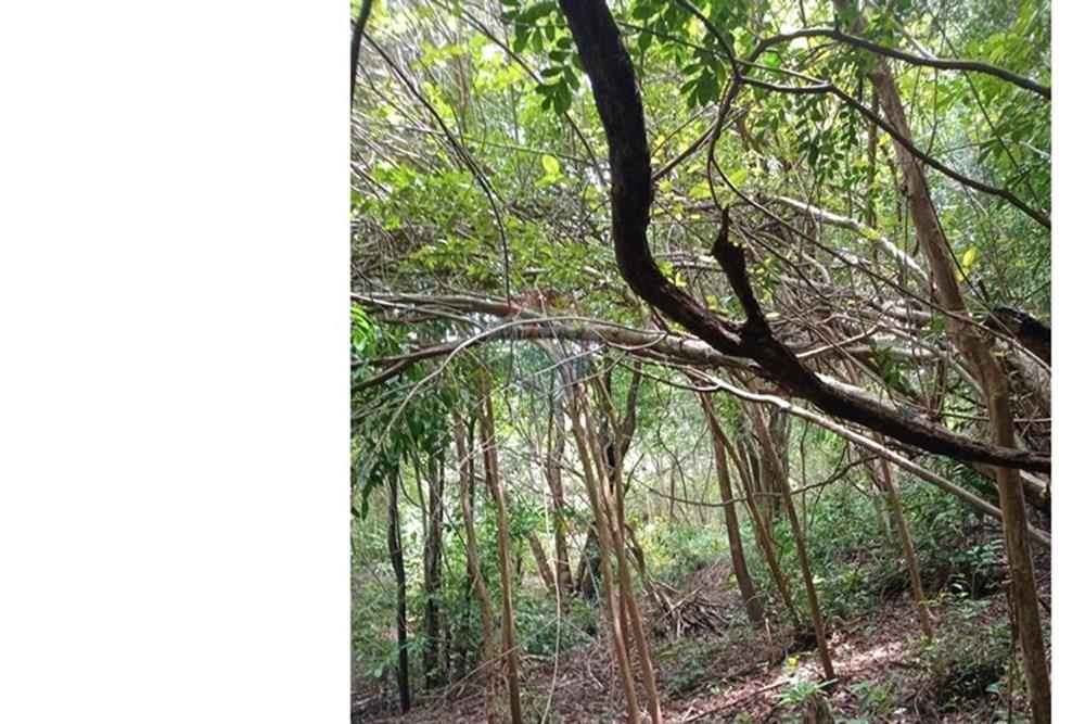 Terreno - Venda - Tibau do Sul , Rio Grande do Norte - Gustavo11.jpeg - 720891150-75