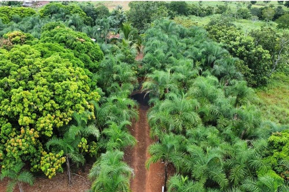 Chácara / Sítio / Fazenda - Venda - Pontal do Araguaia , Mato Grosso - WhatsApp Image 2025-03-10 at 17.04.51 (10).jpeg - 722211001-52