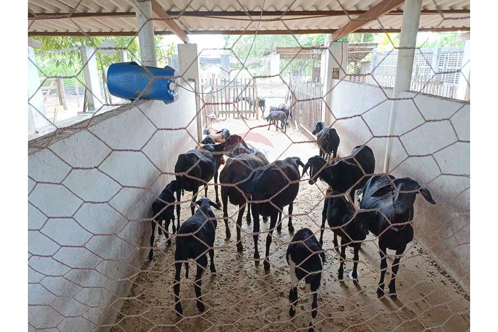 Chácara / Sítio / Fazenda - Venda - Conde , Paraíba - WhatsApp Image 2024-02-02 at 13.54.58 (1).jpeg - 720871004-212