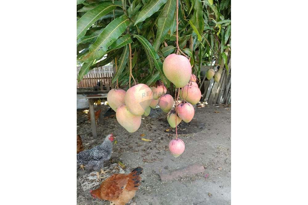 Chácara / Sítio / Fazenda - Venda - Conde , Paraíba - WhatsApp Image 2024-02-02 at 13.54.57 (2).jpeg - 720871004-212