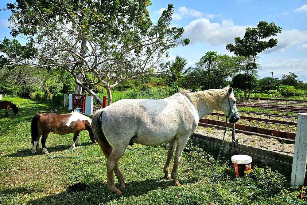 Casa de Condomínio - Venda - Macaíba , Rio Grande do Norte - 20250905_133113.jpg - 720891039-316