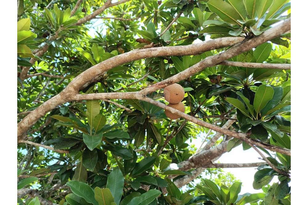 Chácara / Sítio / Fazenda - Venda - Conde , Paraíba - WhatsApp Image 2024-02-02 at 13.55.02.jpeg - 720871004-212