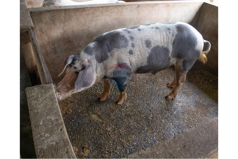 Chácara / Sítio / Fazenda - Venda - Novo Airão , Amazonas - IMG_7407.jpg - 720721055-29