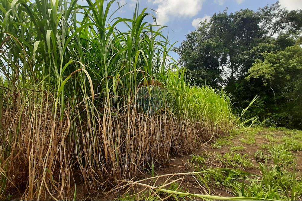 Chácara / Sítio / Fazenda - Venda - Conde , Paraíba - 20211021_105318.jpg - 722011055-33