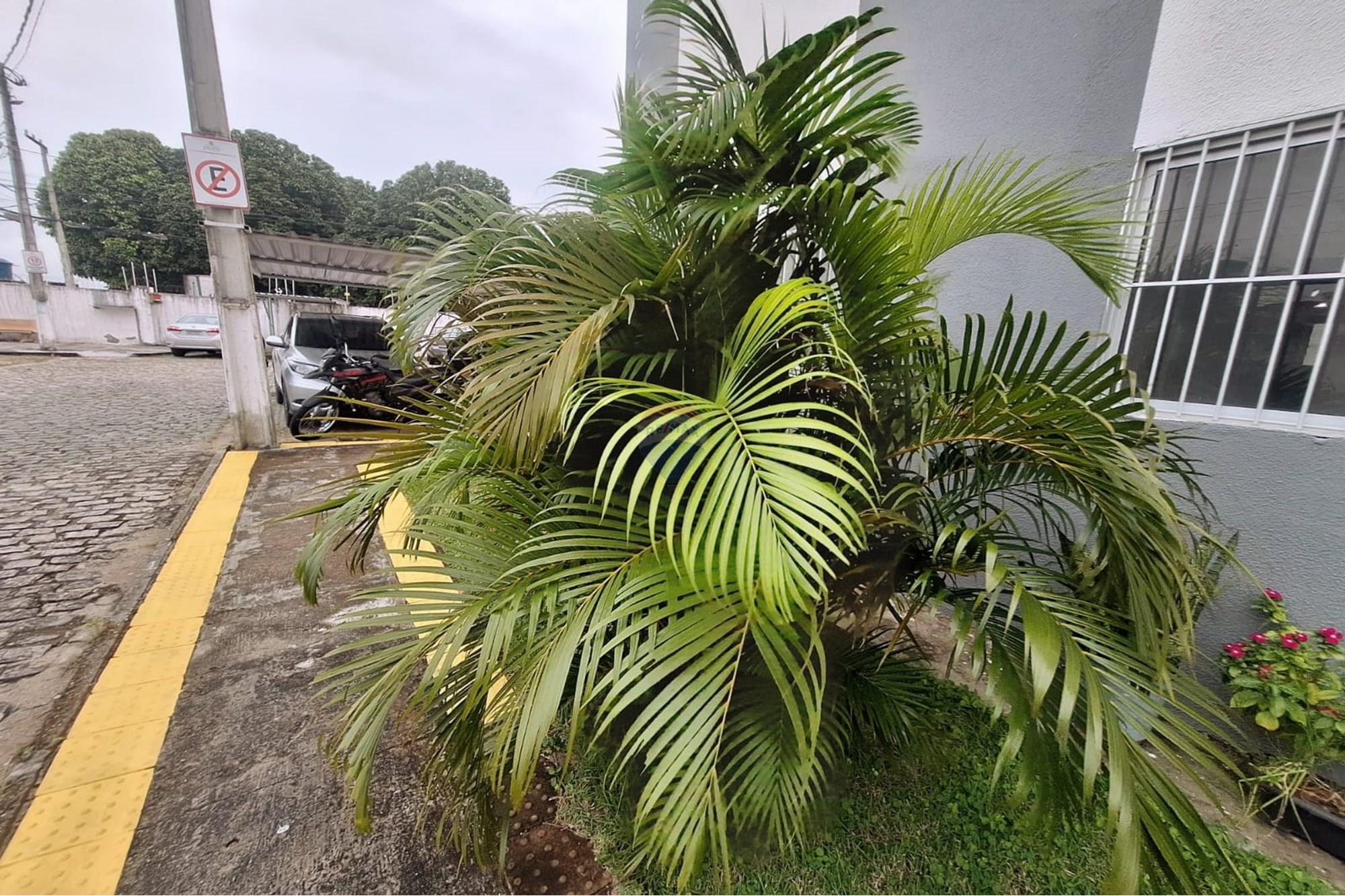 Apartamento - Venda - Parnamirim , Rio Grande do Norte - WhatsApp Image 2025-07-31 at 09.16.27.jpeg - 720891151-49