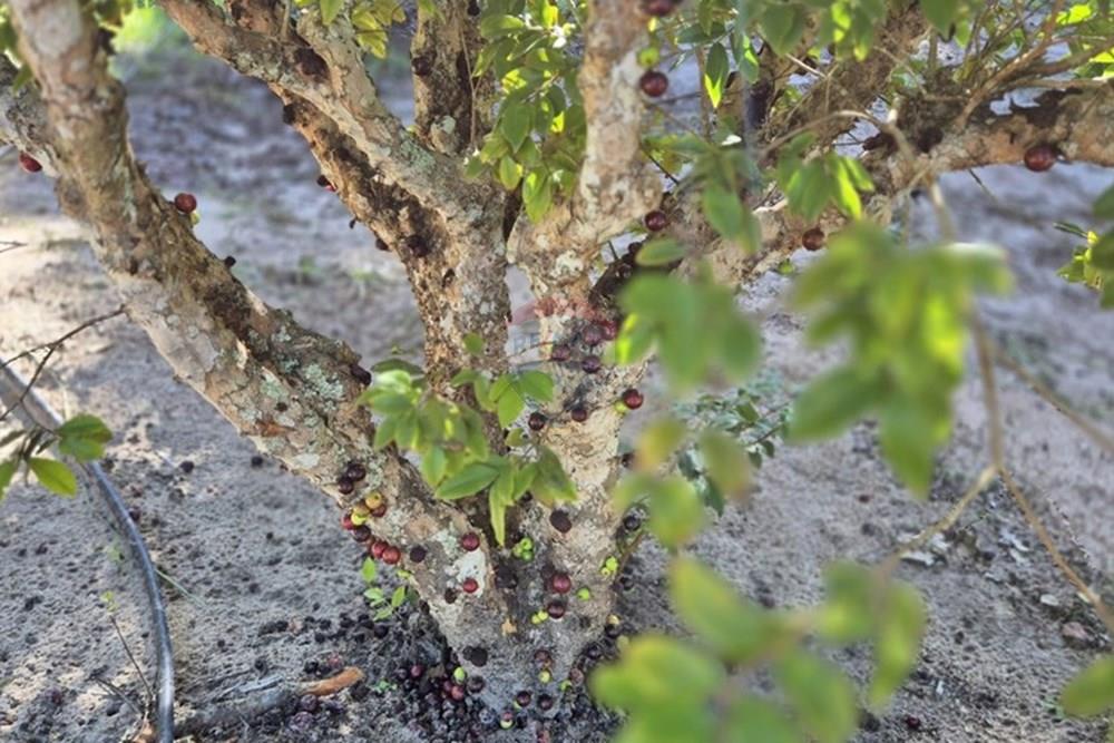 Chácara / Sítio / Fazenda - Venda - Mamanguape , Paraíba - 20250207_145713.jpg - 722011055-45