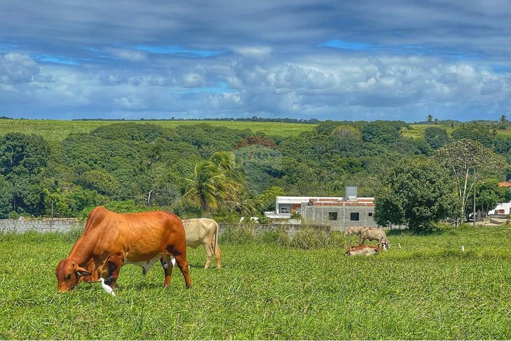 Terreno - Venda - Conde , Paraíba - WhatsApp Image 2024-07-24 at 14.36.29.jpeg - 720871004-166