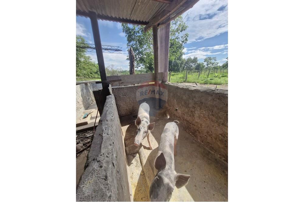 Chácara / Sítio / Fazenda - Venda - Barra do Garças , Mato Grosso - WhatsApp Image 2024-11-27 at 21.08.31.jpeg - 722221026-14