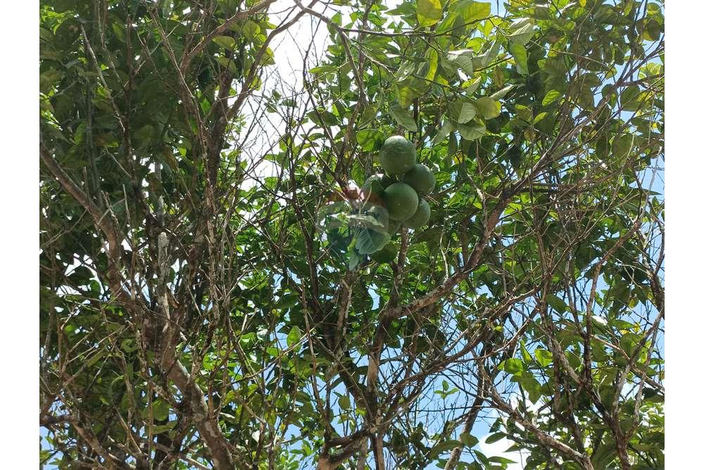 Chácara / Sítio / Fazenda - Venda - Conde , Paraíba - WhatsApp Image 2024-02-02 at 13.55.01 (1).jpeg - 720871004-212