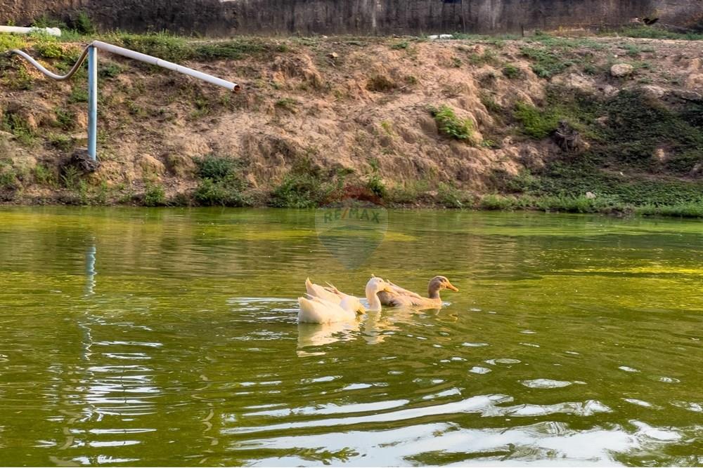 Chácara / Sítio / Fazenda - Venda - Porto Velho , Rondônia - IMG_6075.jpg - 721551039-41