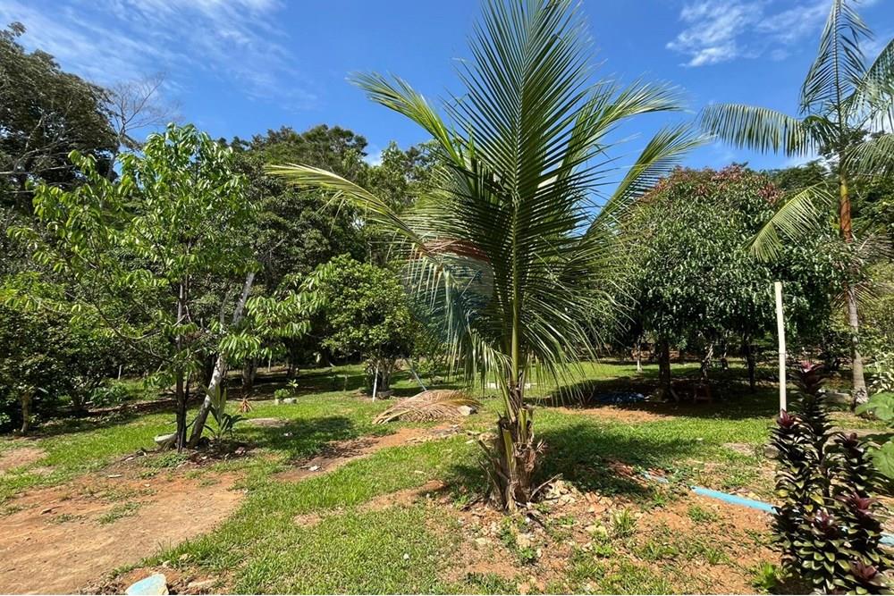Chácara / Sítio / Fazenda - Venda - Porto Velho , Rondônia - WhatsApp Image 2025-11-05 at 15.47.35 (2).jpeg - 721551067-4