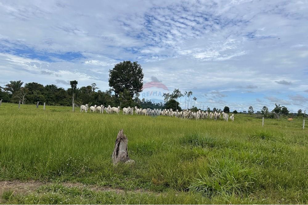 Fazenda - Venda - Itapuã do Oeste , Rondônia - IMG_0339.JPG - 721551004-289