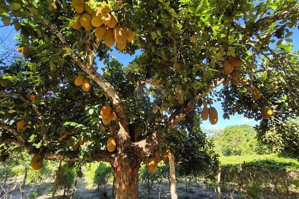 Chácara / Sítio / Fazenda - Venda - Mamanguape , Paraíba - 20250207_145933.jpg - 722011055-45