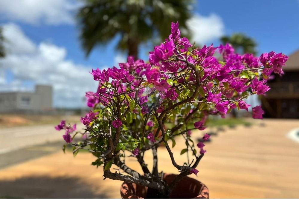 Terreno - Venda - Parnamirim , Rio Grande do Norte - 6c382004-1848-4f0a-8050-43d07372518d.jpeg - 720891068-77