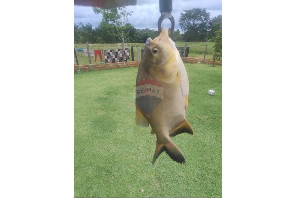 Chácara / Sítio / Fazenda - Venda - Confresa , Mato Grosso - IMG-20250926-WA0028.jpg - 720641046-10