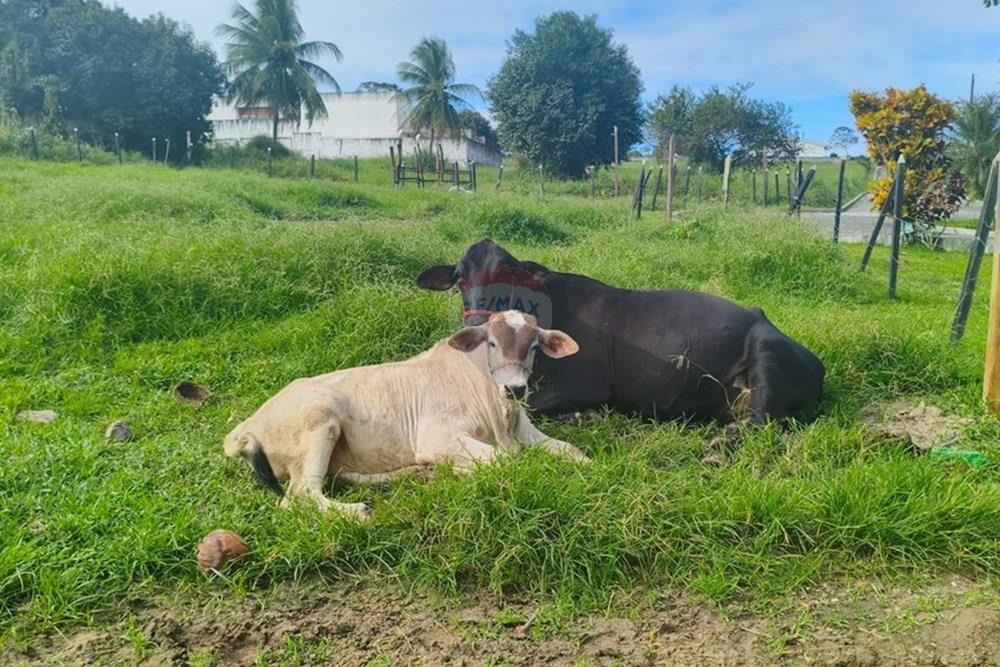 Terreno - Venda - Conde , Paraíba - c708ba2d-ea1c-42ef-a9ac-c2f711c34d9c.jpg - 720871056-25