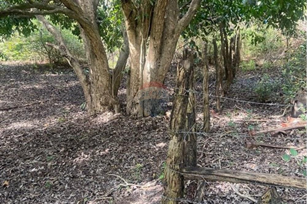 Terreno - Venda - Jijoca de Jericoacoara , Ceará - Imagem do WhatsApp de 2025-07-25 à(s) 09.37.02_775b8844.jpg - 722361005-5