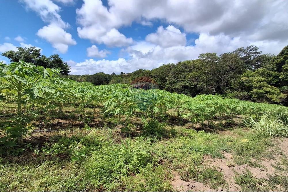 Terreno - Venda - Pitimbu , Paraíba - 34b5de58-ac3d-44e8-8e9f-34d19099d541.jpeg - 720871044-34