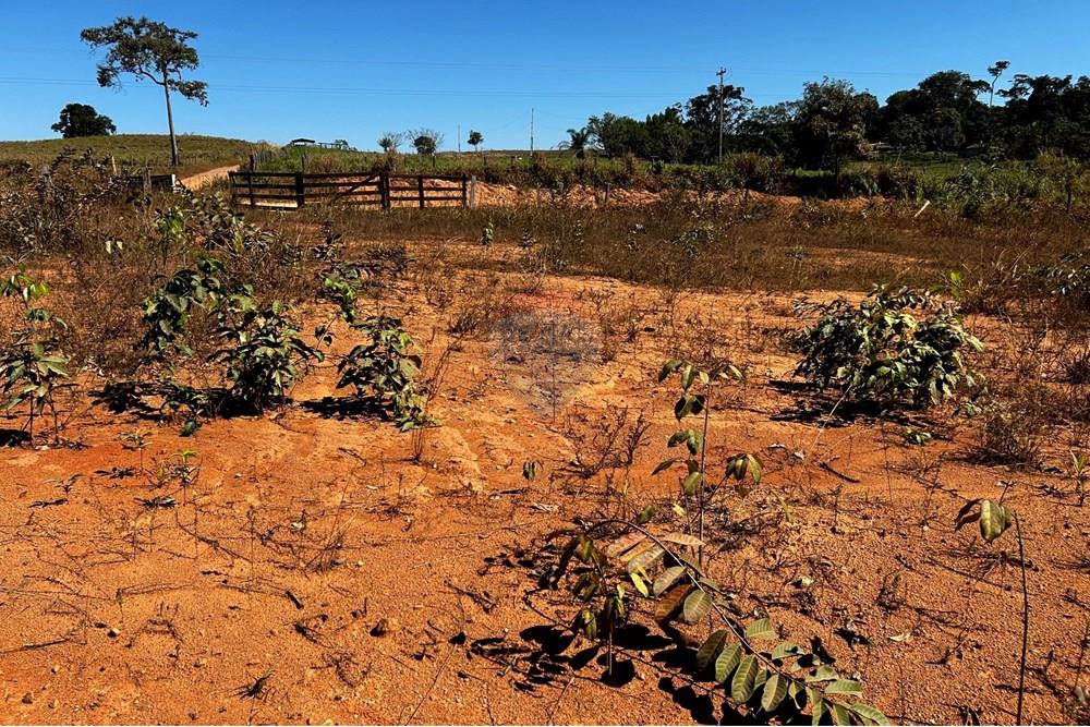 Chácara / Sítio / Fazenda - Venda - Cacoal , Rondônia - IMG_9213.jpg - 721971007-120