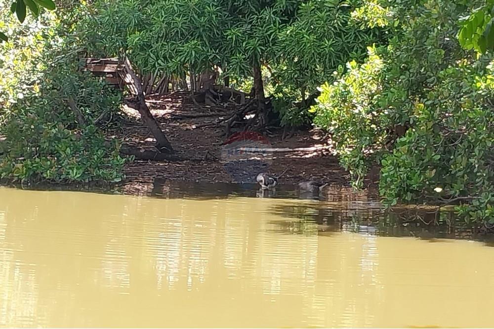 Chácara / Sítio / Fazenda - Venda - Rondonópolis , Mato Grosso - Imagem do WhatsApp de 2025-04-03 à(s) 17.02.37_6fcfd92a.jpg - 722261002-10