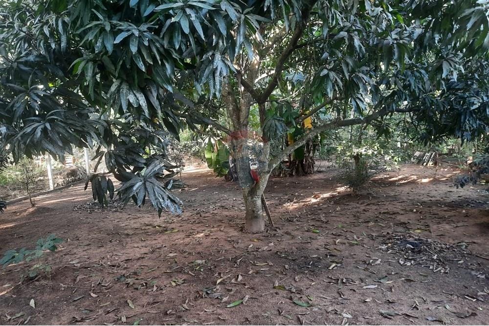 Chácara / Sítio / Fazenda - Venda - Rondonópolis , Mato Grosso - WhatsApp Image 2025-05-21 at 13.58.15.jpeg - 721981029-30