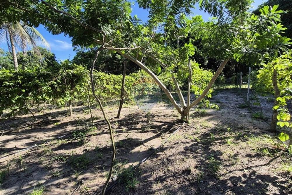 Chácara / Sítio / Fazenda - Venda - Mamanguape , Paraíba - 20250207_150039.jpg - 722011055-45