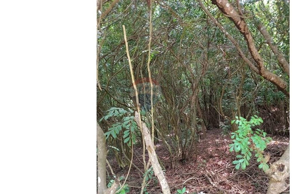 Terreno - Venda - Tibau do Sul , Rio Grande do Norte - Gustavo19.jpeg - 720891150-75