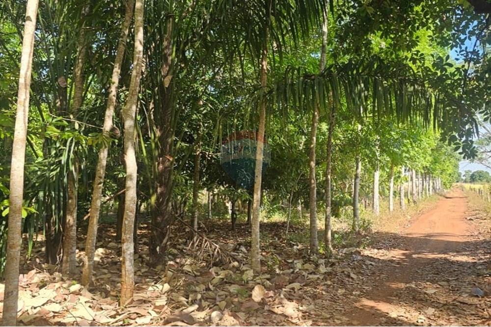 Chácara / Sítio / Fazenda - Venda - Araguaína , Tocantins - WhatsApp Image 2025-08-06 at 14.32.29 (1).jpeg - 722171039-19