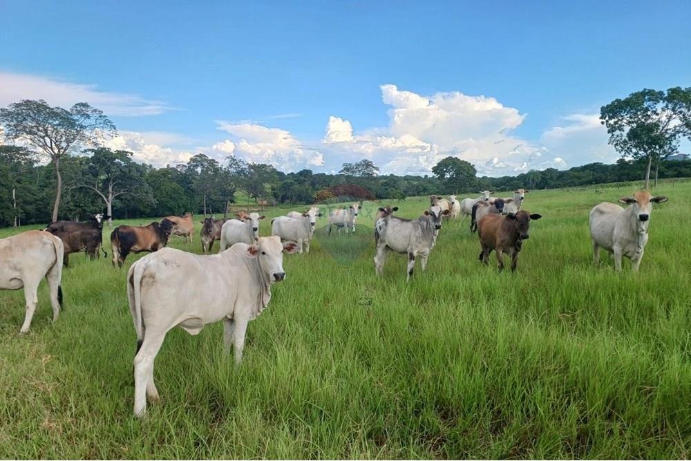 Chácara / Sítio / Fazenda - Venda - São José do Povo , Mato Grosso - WhatsApp Image 2025-04-03 at 17.01.53 (3).jpeg - 722261017-2