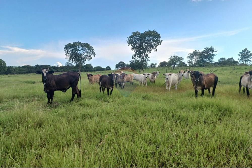 Chácara / Sítio / Fazenda - Venda - São José do Povo , Mato Grosso - WhatsApp Image 2025-04-03 at 17.01.54.jpeg - 722261017-2